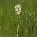 Platanthera praeclara (Western Prairie Fringed orchid) growing in the ditches