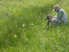 Walter photographing Platanthera praeclara (Western Prairie Fringed orchid)