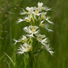 Platanthera praeclara (Western Prairie Fringed orchid)