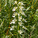 Platanthera praeclara (Western Prairie Fringed orchid)