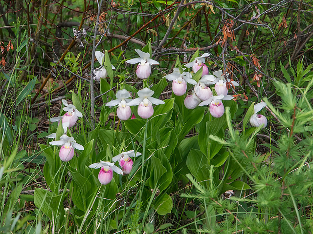 Cypripedium reginae (Showy Lady's-slipper orchid)