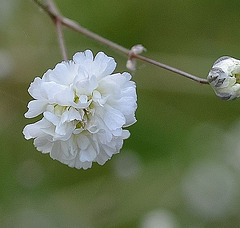 gypsophile paniculata 'bristol fairy' DSC 0038