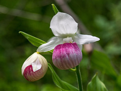 Cypripedium reginae (Showy Lady's-slipper orchid)