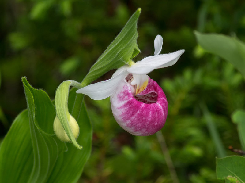 Cypripedium reginae (Showy Lady's-slipper orchid)