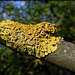 lichen on a branch