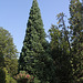 Sequoïa du jardin Vinay