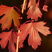 Imitation Maple Leaves