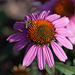 20120823 1215RAw [D~LIP] Honigbiene, Sonnenhut (Echinacea purpurea), UWZ, Bad Salzuflen
