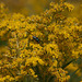 20120823 1218RAw [D~LIP] Fliege, Blütenpflanze, UWZ, Bad Salzuflen