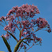 20120823 1225RAw [D~LIP] Blütenpflanze, UWZ, Bad Salzuflen