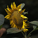 20120823 1228RAw [D~LIP] Sonnenblume, [D~LIP] Blütenpflanze, UWZ, Bad Salzuflen