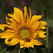 20120823 1229RAw [D~LIP] Sonnenblume, Honigbiene, UWZ, Bad Salzuflen