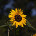 20120823 1254RAw [D~LIP] Sonnenblume, UWZ, Bad Salzuflen