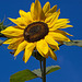 20120823 1255RAw [D~LIP] Sonnenblume, Honigbiene, UWZ, Bad Salzuflen