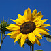 20120823 1256RAw [D~LIP] Sonnenblume, Honigbiene, UWZ, Bad Salzuflen