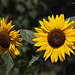 20120823 1258RAw [D~LIP] Sonnenblume, Honigbiene, UWZ, Bad Salzuflen
