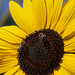 20120823 1259RAw [D~LIP] Sonnenblume, Honigbiene, UWZ, Bad Salzuflen