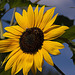 20120823 1261RAw [D~LIP] Sonnenblume, Honigbiene, UWZ, Bad Salzuflen