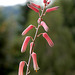 Aloe jucunda (2)