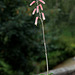 Aloe jucunda (3)