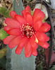 Cactus Flower (3039)