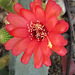 Cactus Flower (3039)