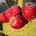 Prickly Pear (3038)