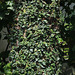 Ficus repens - ficus pumila