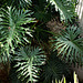 Philodendron bipinnatifidum ( selloum)