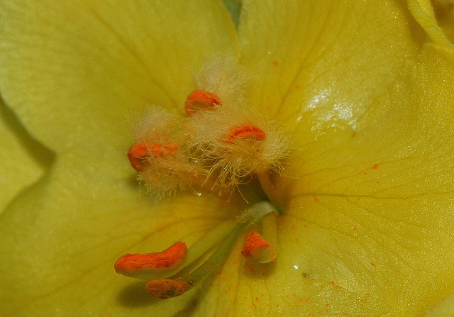 Verbascum thapsus (2)