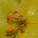 Verbascum thapsus (2)