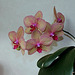Phalaenopsis hybride (3)