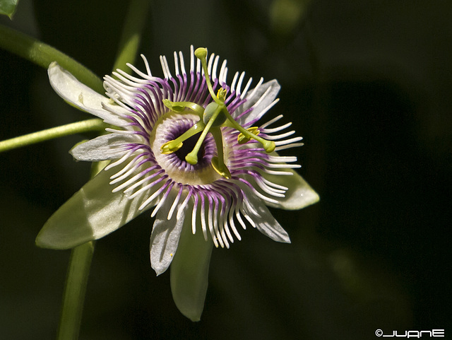 Flor de la pasión, Passiflora caerulea