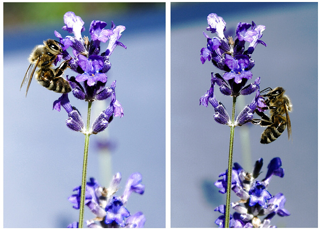 Bienen am Lavendel. ©UdoSm