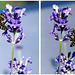 Bienen am Lavendel. ©UdoSm