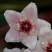 Hoya carnosa tricolor (3)