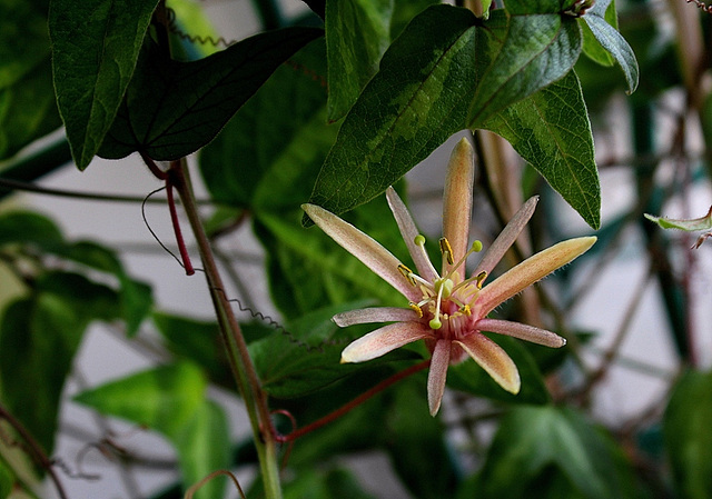 Passiflora 'Betsie Greijmans' (2)