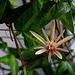 Passiflora 'Betsie Greijmans' (2)
