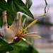 Passiflora 'Betsie Greijmans' - 1ere floraison