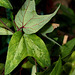 Passiflora 'Betsie Greijmans' - feuillage