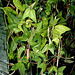 Passiflora 'Betsie Greijmans' - plant de 2 ans