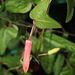 Passiflora 'Betsie Greijmans'- bouton floral