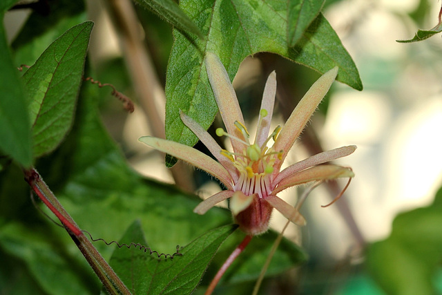 Passiflora 'Betsie Greijmans' (9)