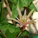 Passiflora 'Betsie Greijmans' (9)