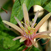 Passiflora 'Betsie Greijmans' (10)
