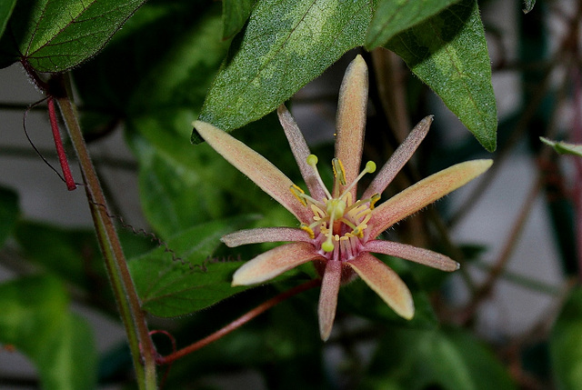 Passiflora 'Betsie Greijmans' (3)