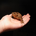 The garden toad