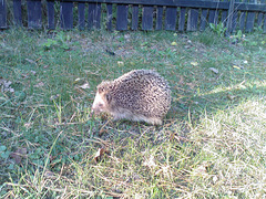Hurray, a hedgehog June 2008