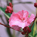 laurier rose