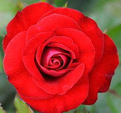 Macro sur une belle rose rouge...